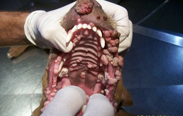 Papilomatosis en perros