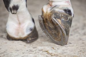 Lee más sobre el artículo Problemas del casco en caballos