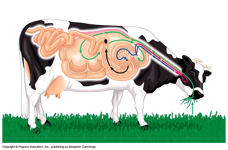 Acidosis en bovinos