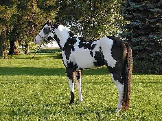 caballo overo negro