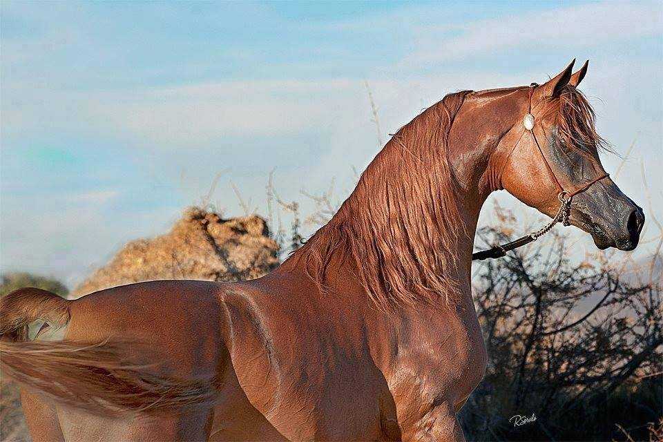 capa alazan de caballo