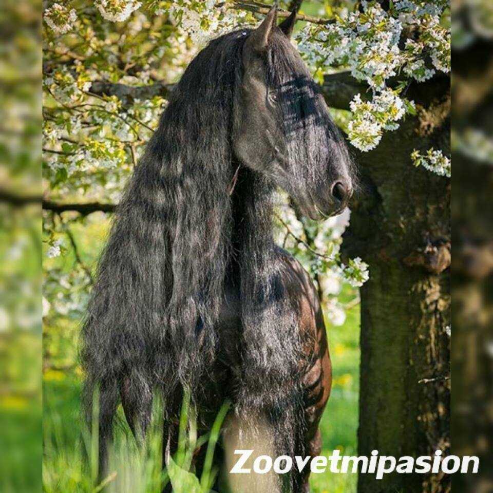 capa azabache del caballo
