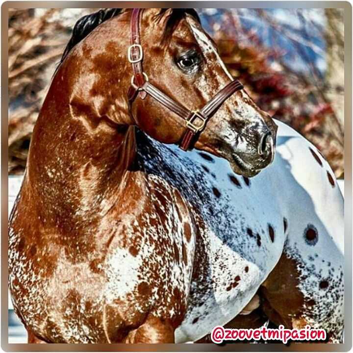 capa de caballo appaloosa