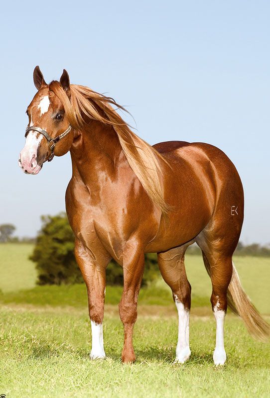Caballo Cuarto de Milla, origen, morfología y usos de esta raza Caballo Cuarto de Milla, origen, morfología y usos de esta raza