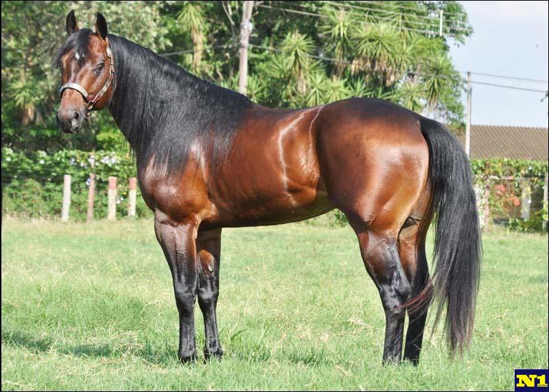 cuarto de milla caballo cuarto de milla origen morfolog 237 a y usos de esta cuarto de milla caballo cuarto de milla origen morfolog 237 a y usos de esta