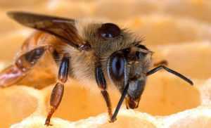 Lee más sobre el artículo Un nuevo sospechoso de la muerte masiva de las abejas
