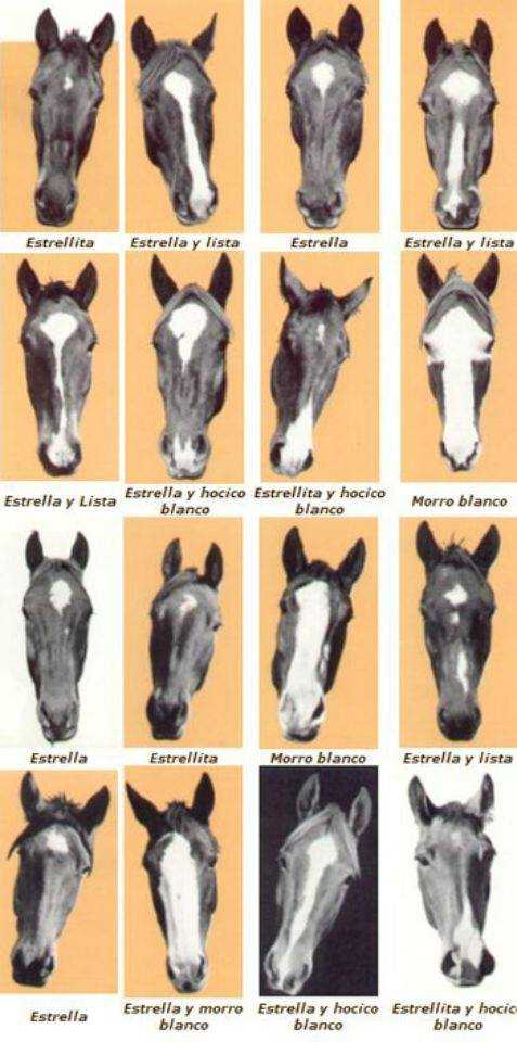luceros en los caballos