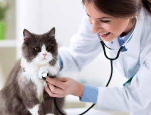 Lee más sobre el artículo Los principales retos de la profesión veterinaria para el 2018