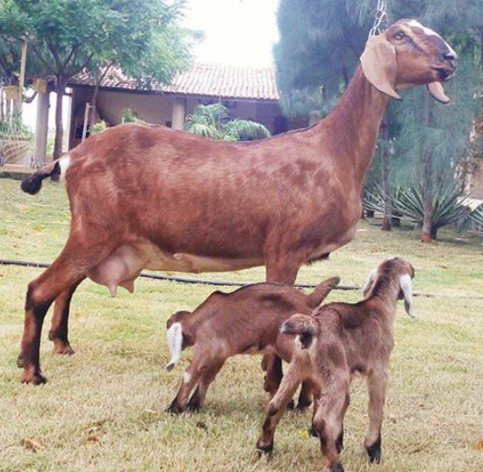 Fotos de cabras Anglo nubiana.