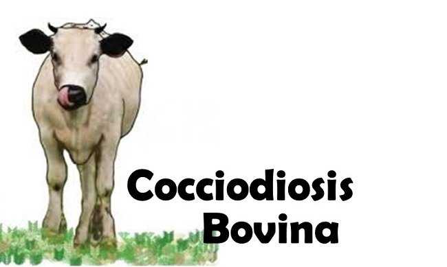 Cocciodios bovina