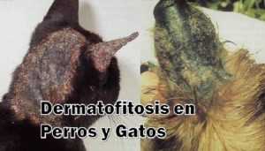 Dermatofitosis en Perros y Gatos