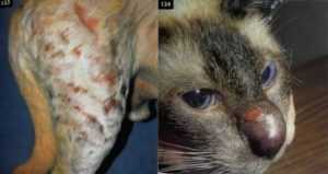 Esporotricosis en Perros y Gatos