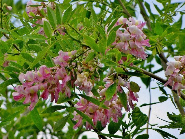 Matarraton Gliricidia Sepium Excelente Planta Forrajera Para Le