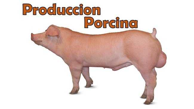 Producción de cerdos