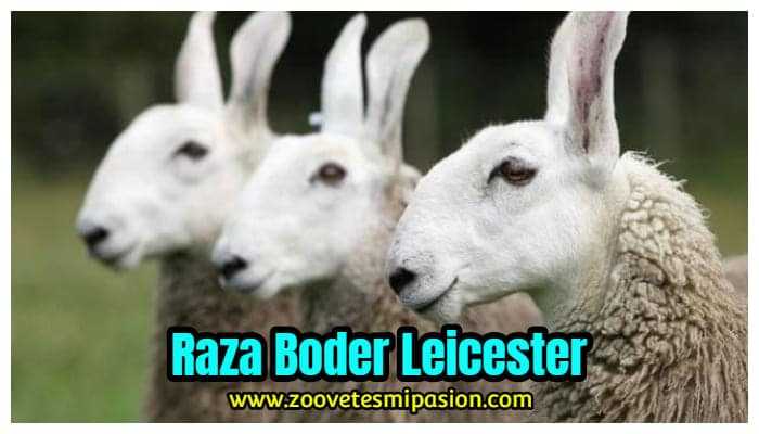 Raza Border Leicester