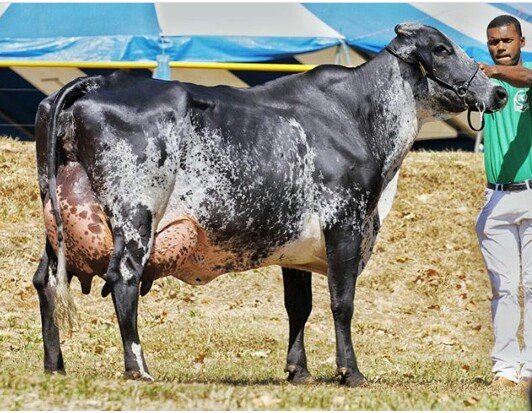 Raza bovina Girolando, Productividad y adaptación lechera