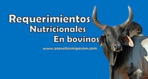 Requerimietos nutricionales en bovinos