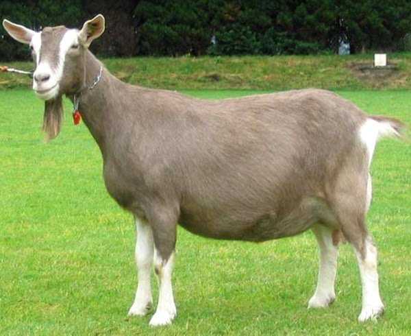 cabras lecheras Raza Toggenburg