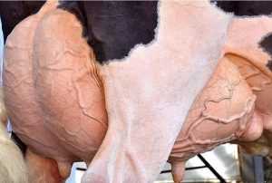 Ubre y producción de leche de la vaca