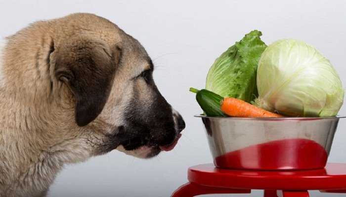 ¿Qué alimentos pueden comer los perros?