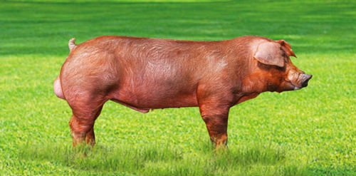 Image result for cerdo duroc