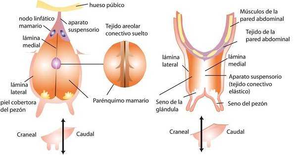 Partes de la glándula mamaria