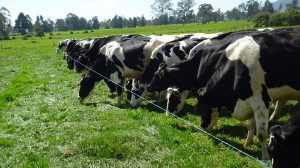 Lee más sobre el artículo El pastoreo será obligatorio en Holanda en 2020