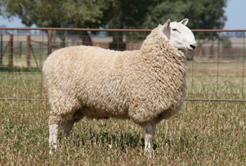 raza ovina border leicester