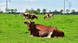 Lee más sobre el artículo Cada hora extra que la vaca está acostada son 1.7 litros más de leche
