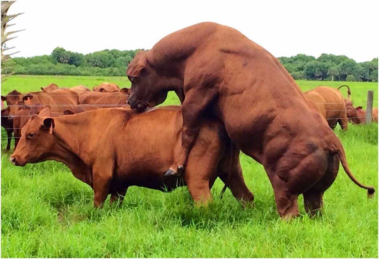 Manejo del toro antes de la estación reproductiva