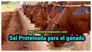 Sal Proteinada para el ganado