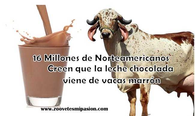 En este momento estás viendo 16 millones de americanos creen que la leche chocolatada viene de vacas marrones
