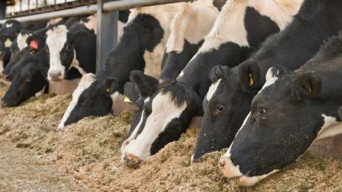 dieta de vacas lecheras