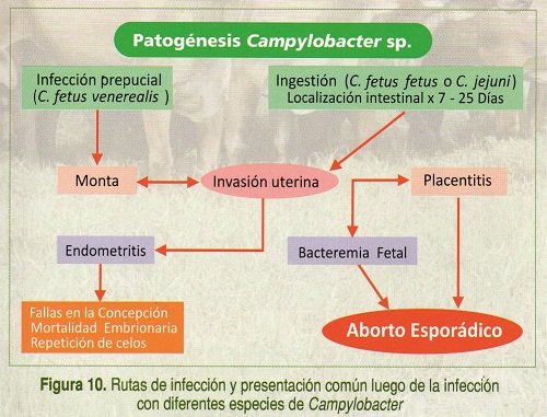 Campilobacteriosis Bovina (2)