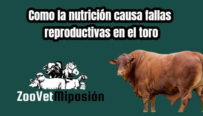 Como la nutrición causa fallas reproductivas en el toro