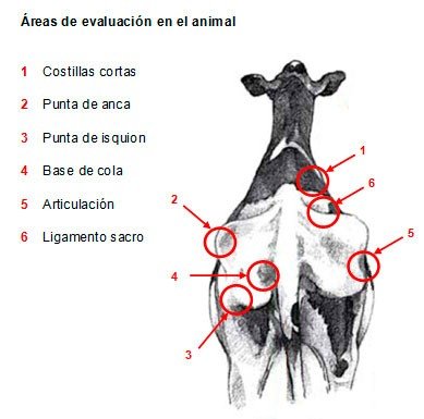 Condicion corporal de la vaca