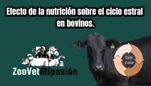 Efecto de la nutrición sobre el ciclo estral en bovinos.