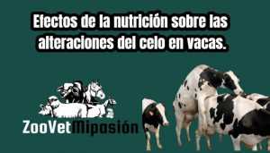Efectos de la nutrición sobre las alteraciones del celo en vacas.
