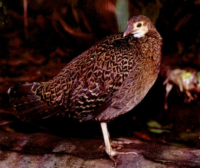 Gallus Varius hembra