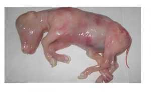 Mortalidad embrionaria en bovinos