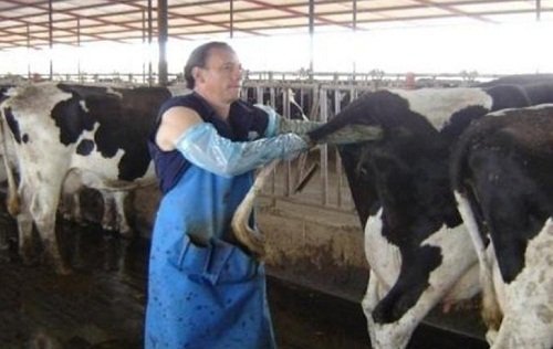 Palpacion rectan el ganado lechero