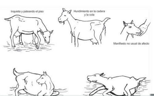 El Parto De La Cabra Informacion Del Parto Sus Senales Y Su Manejo el parto de la cabra informacion