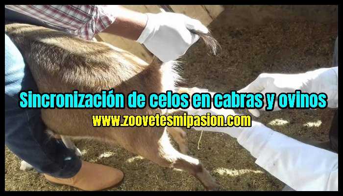 Sincronización De Celos En Cabras Y Ovinos