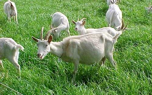 cabras en pastoreo