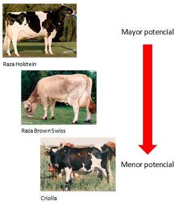 caracteristicas-de-las-vacas-para-dietas.jpg