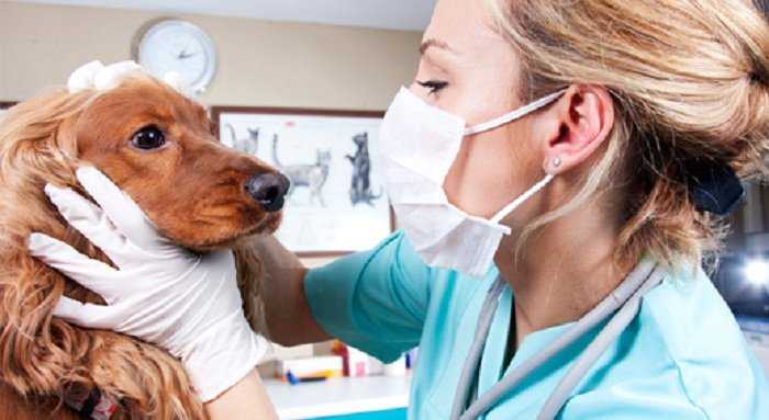 Las 10 consultas mas frecuentes al veterinario