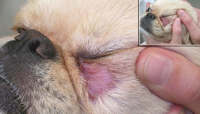 remedios caseros para la dermatitis en perros