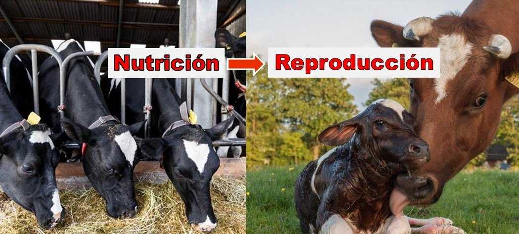 nutrición reproducción del bovino