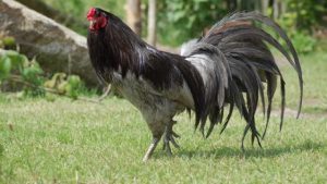 origen de gallinas y gallos