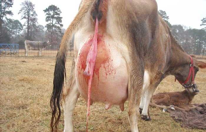 Retención de placenta en bovinos